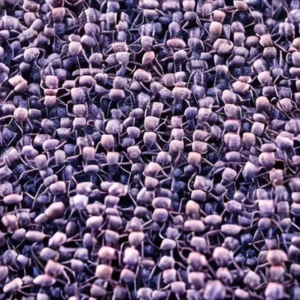 Artistic representation for These states will vote on abortion in 2024 . And , a mysterious ant takes over NYC